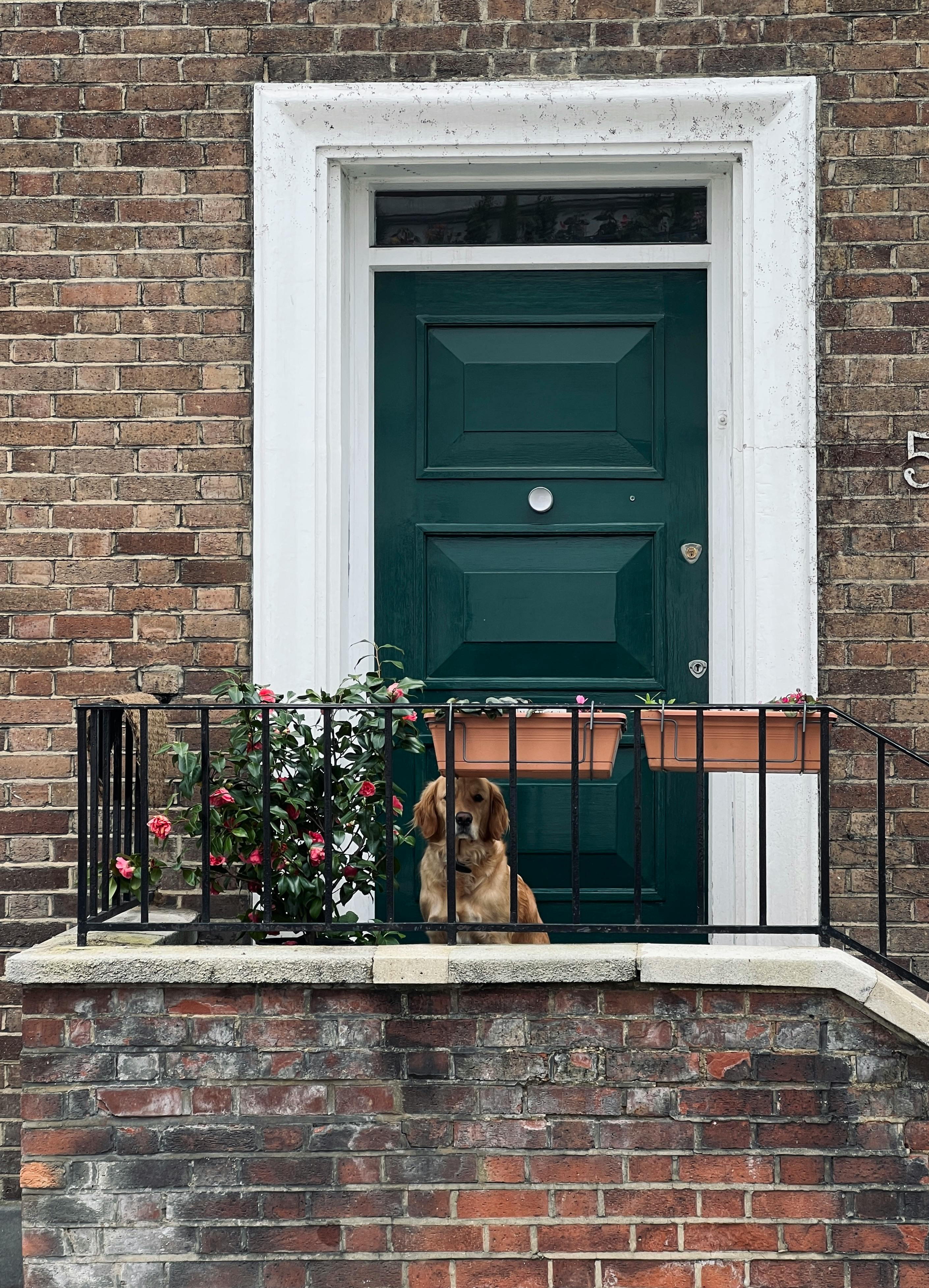 dog near building door