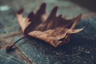 一张干枫叶静静躺在石面上，特写镜头细腻地捕捉了这份秋日的宁静之美