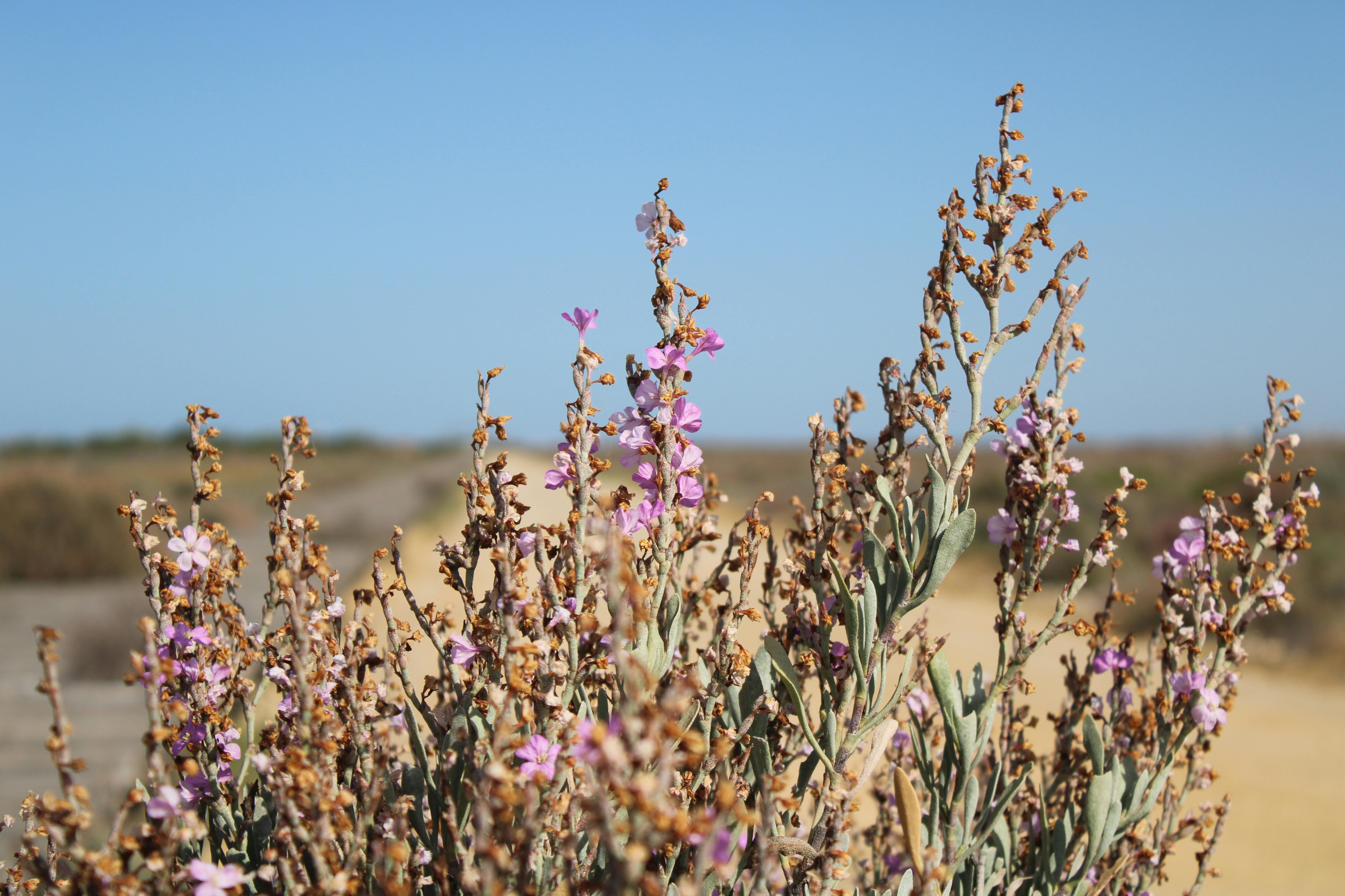 parque natural de los Toruños, en El Puerto de Santa Maria