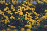 特写镜头中的黄色菊花与郁郁葱葱的绿叶，共同营造出一幅充满活力的花卉挂毯