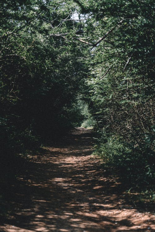 Photos gratuites de allées piétonnes, arbres, été