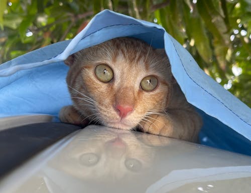 Free stock photo of cat, happy cat, orange tabby cat