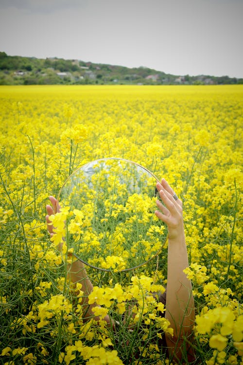 Fotos de stock gratuitas de amarillo, artístico, campo