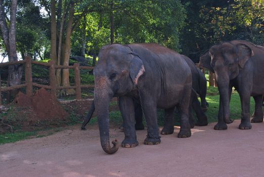 elephant photo