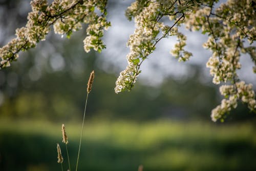 Foto d'estoc gratuïta de daurat, florir, herba