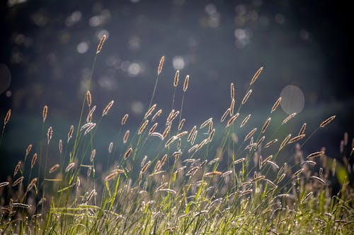 Kostnadsfri bild av bokeh, gräs, morgon