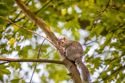 grey Squirrel