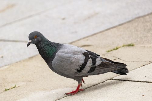 Free A pigeon walking on paved stones in Istanbul, showcasing urban bird life. Stock Photo