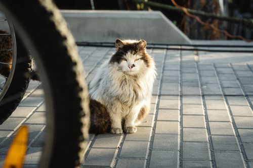 Free A fluffy cat basking in the sun on a paved street in Liepāja. Urban pet scene with a bicycle in the foreground. Stock Photo