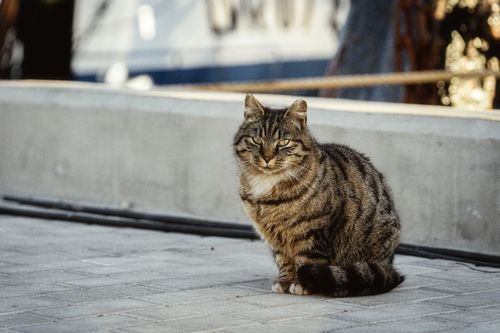 Free A tabby cat comfortably sitting on a paved walkway in Liepāja, Latvia, showcasing urban pet life. Stock Photo