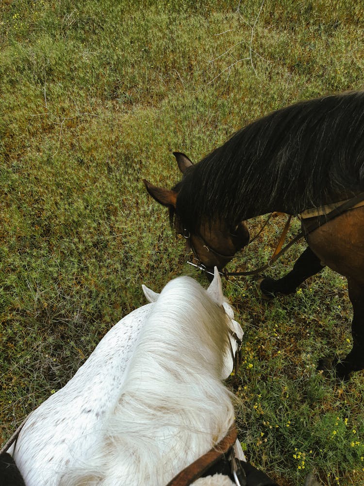 Two Horses Grazing Grass In A Heath