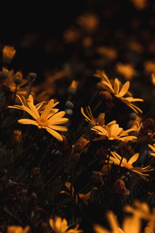 Free Yellow wildflowers softly illuminated at dusk, creating a serene botanical scene. Stock Photo