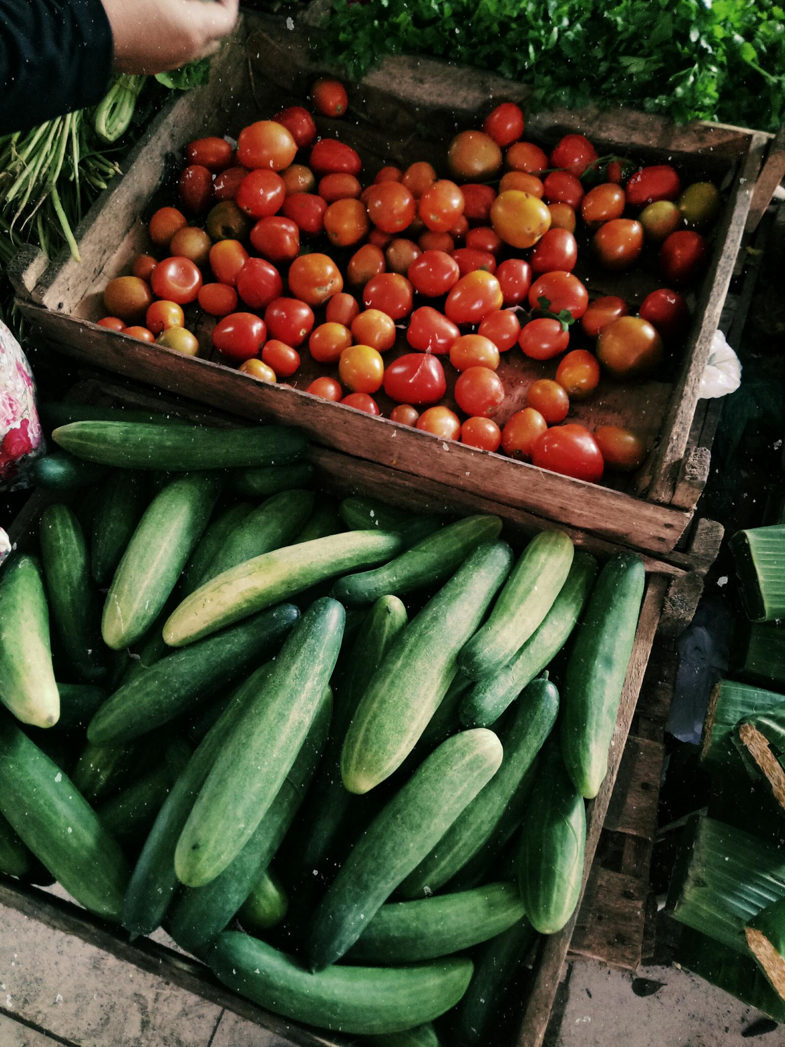 cucumbers and tomato in garden gin