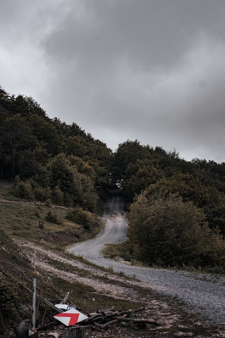 Empty Road In Green Forest