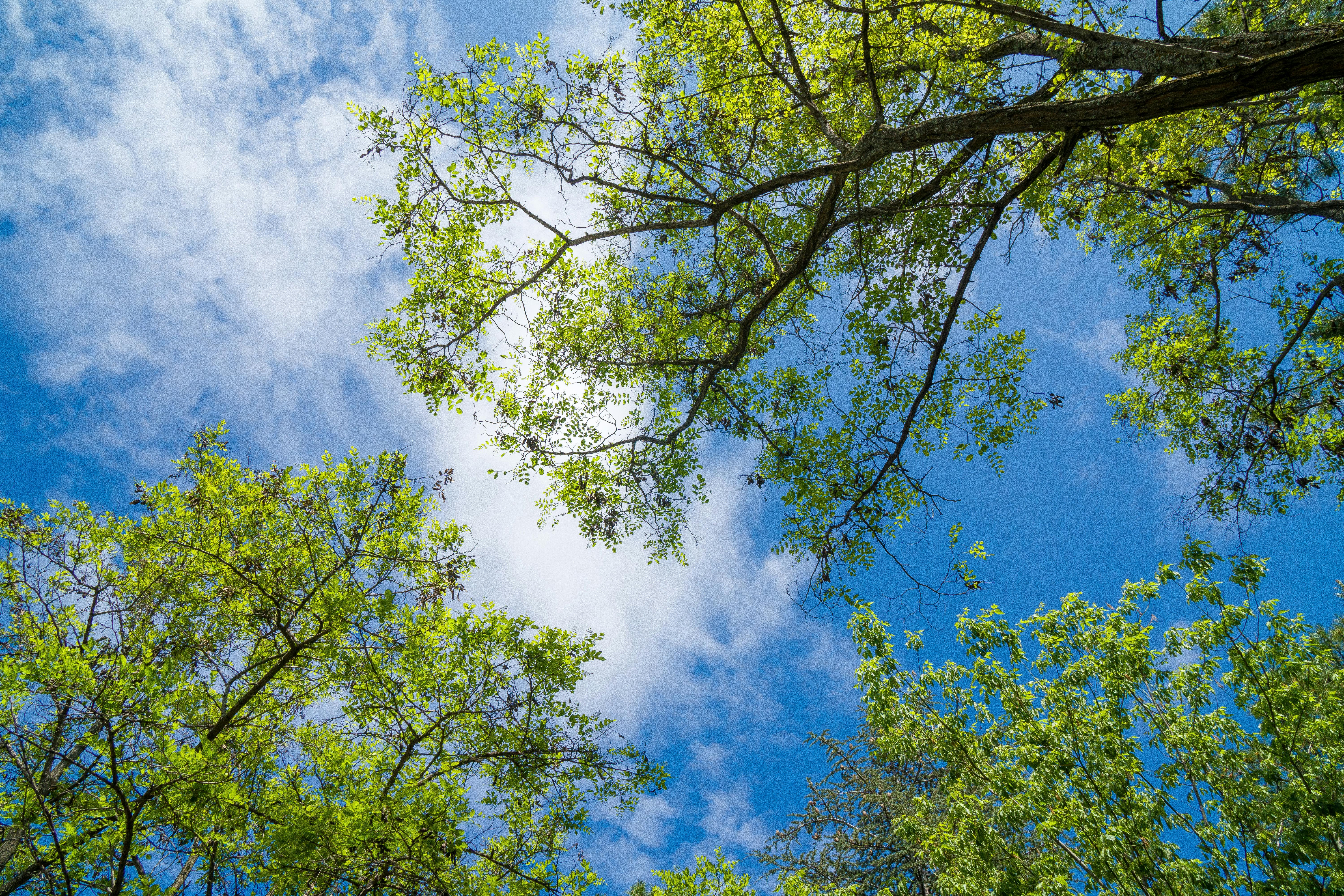 Photos gratuites de angle faible, arbres, auvent