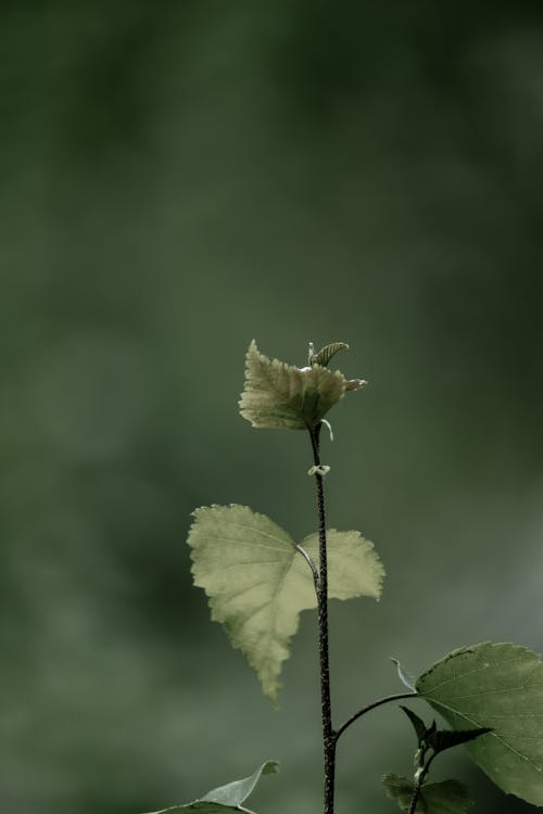 Foto d'estoc gratuïta de enfocament selectiu, frondós, fullatge