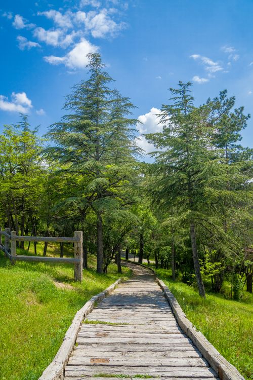 Free Scenic wooden path through lush green forest on a sunny summer day. Stock Photo