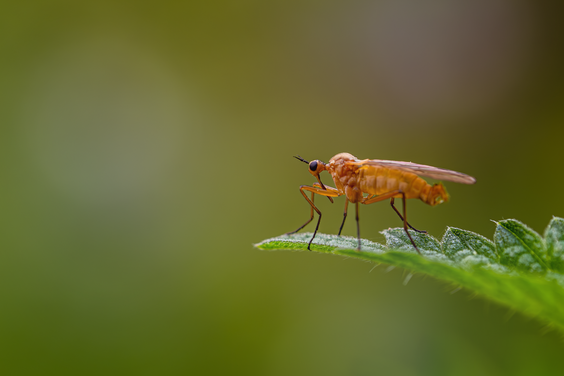Dealing with Pesky Gnat Bites: Relief and Prevention for Indian Homes