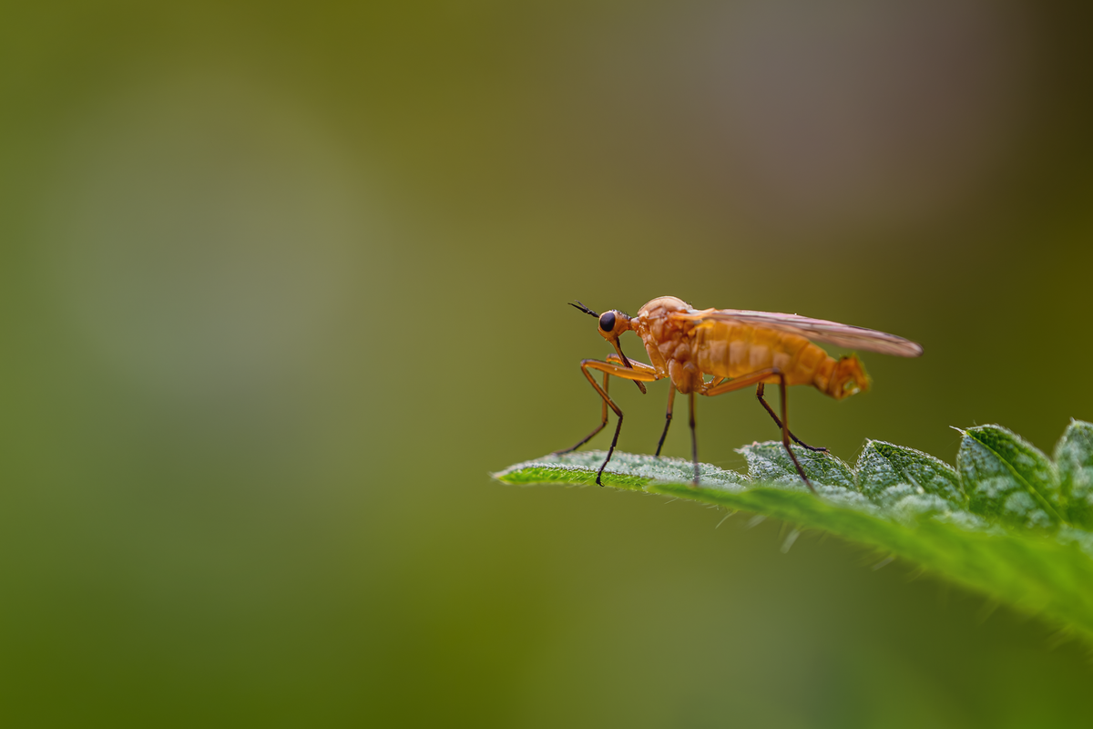 Moucherons sur les plantes : comment s'en débarrasser - Stopper le cycle de reproduction des moucherons
