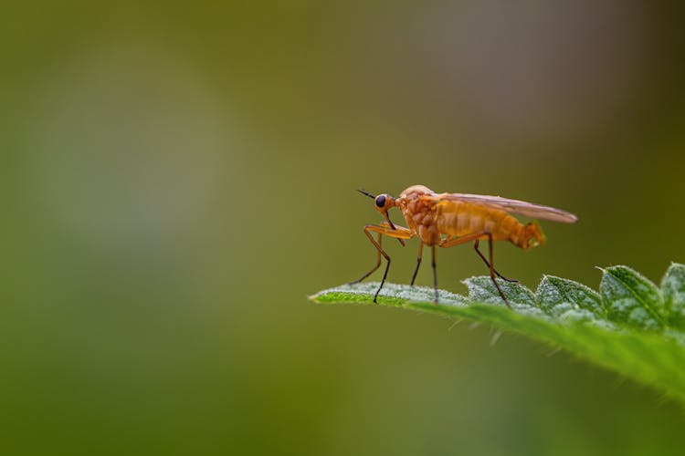 Insect On Leaf