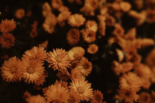 Δωρεάν στοκ φωτογραφιών με αφθονία, γκρο πλαν, λουλούδια