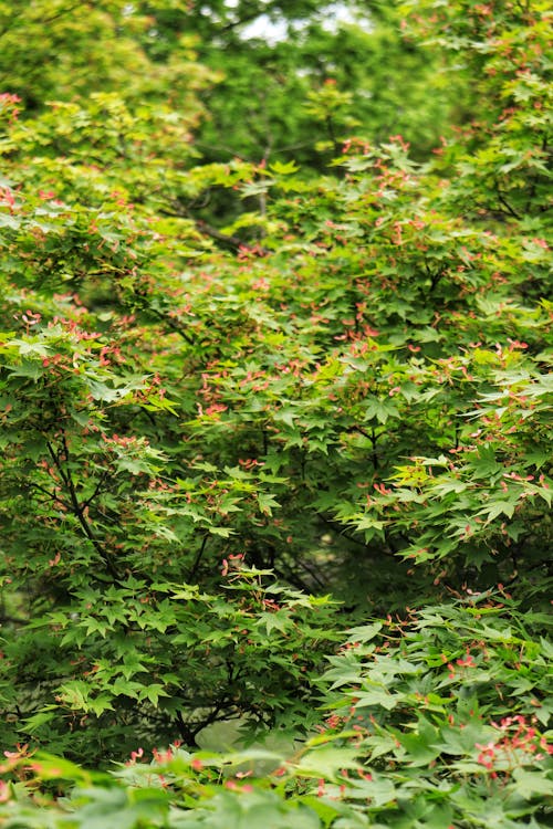 Бесплатное стоковое фото с вертикальный выстрел, зеленые листья, лес