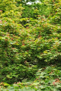 Vibrant green leaves with pink accents in a dense forest setting captured during summer.
