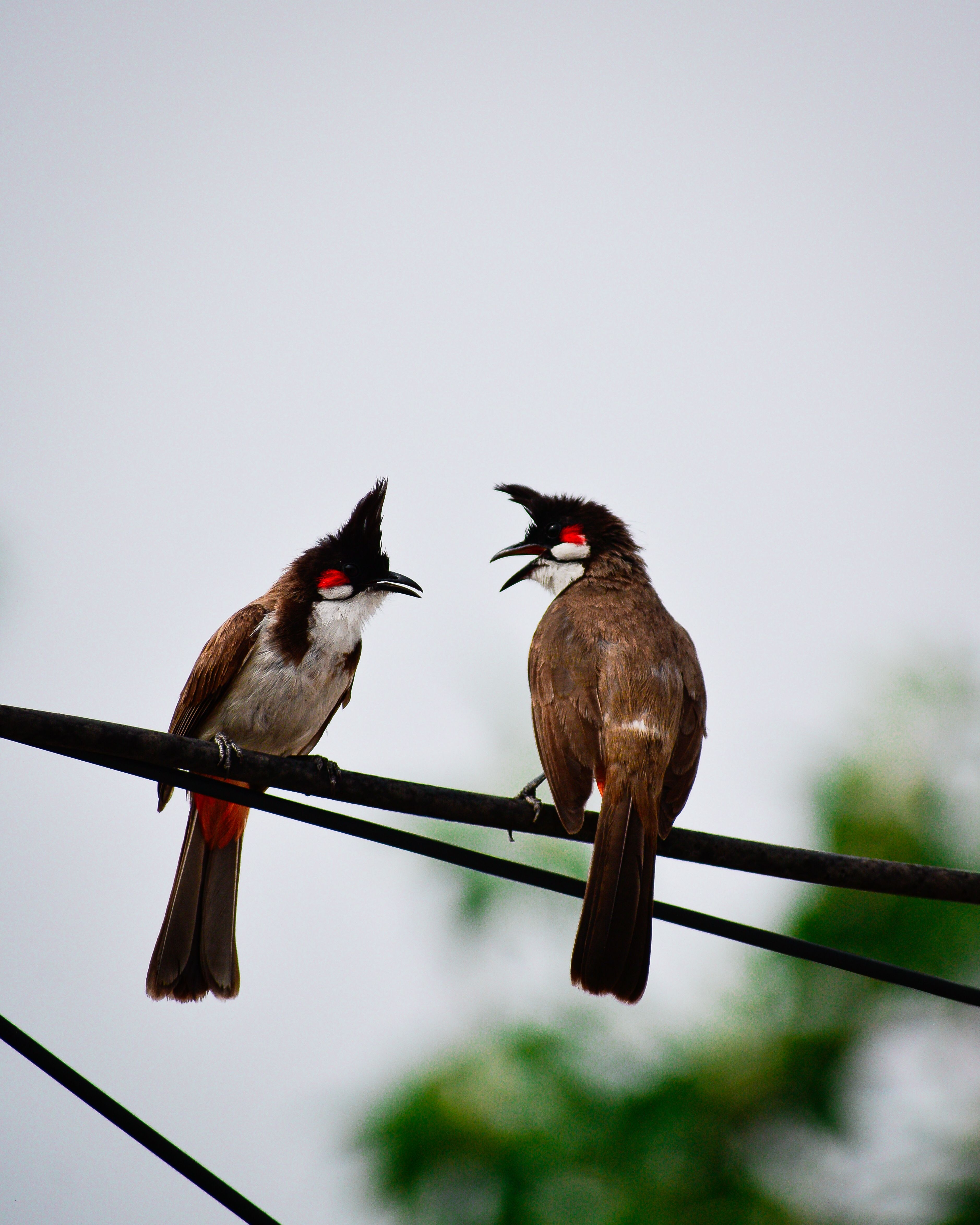 Two Red Whiskered Bulbuls Perching on Cable · Free Stock Photo