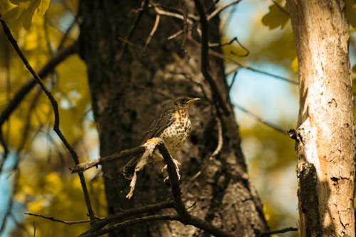 Small Bird on Tree