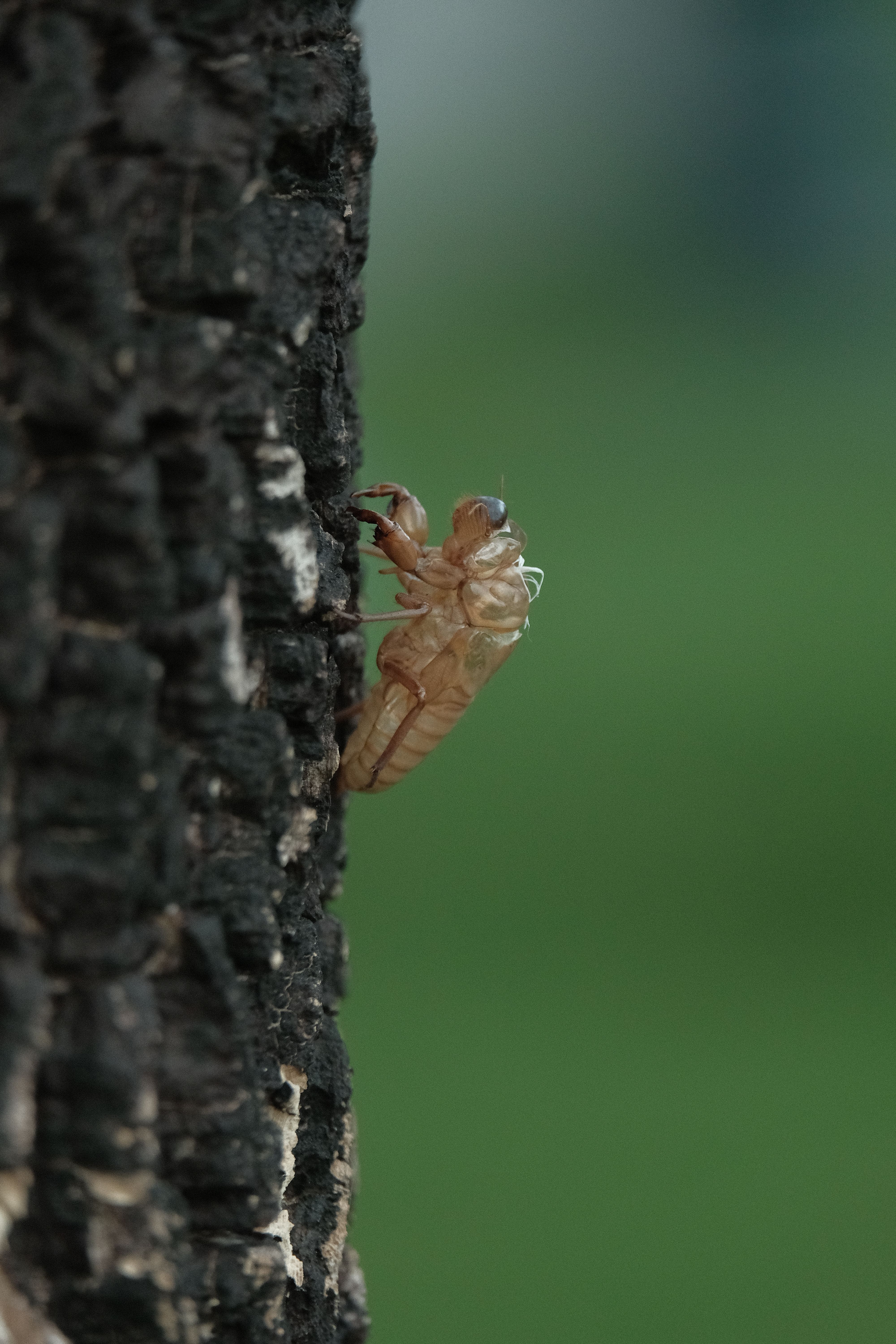 A Tropical Insect on a Tree · Free Stock Photo