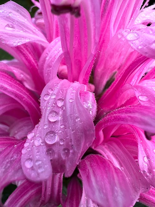 คลังภาพถ่ายฟรี ของ ดอกไม้, ธรรมชาติ, สีชมพู