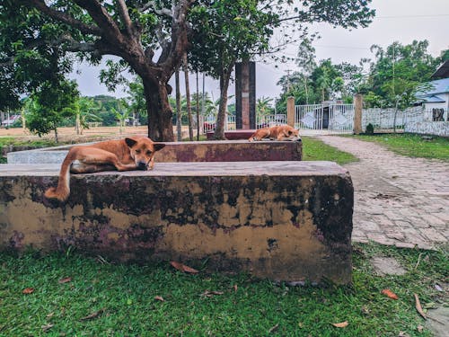 개, 고요한, 야생동물의 무료 스톡 사진