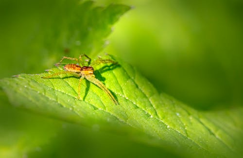 Spider on Green Leaf