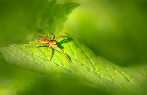 Free Detailed macro shot of a spider on a vibrant green leaf with a blurred background. Stock Photo