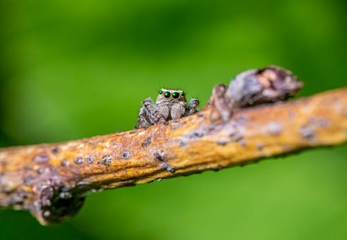 Close-up of a Jumping Spider Sitting on a Branch 