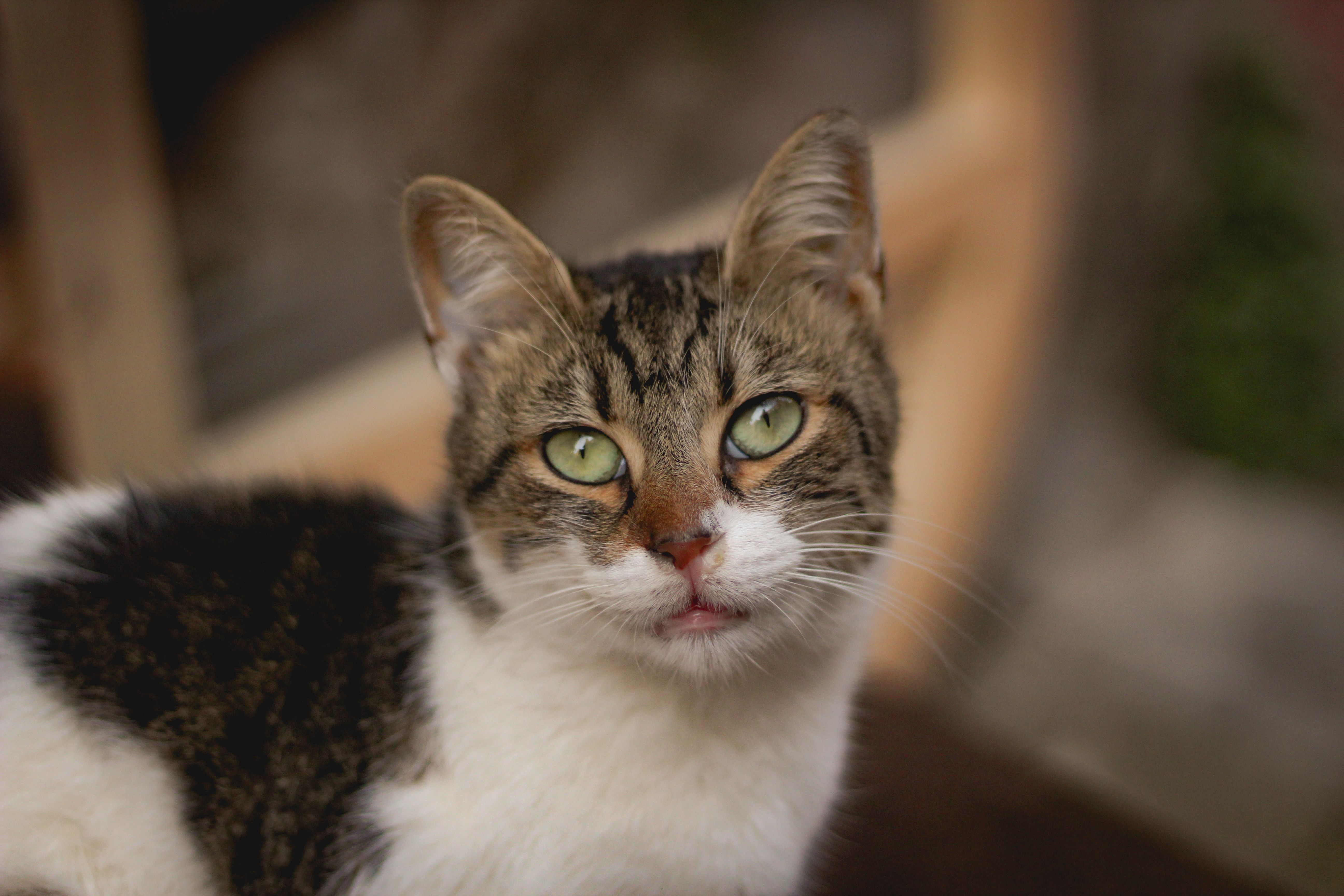 Close-up of a Domestic Cat · Free Stock Photo
