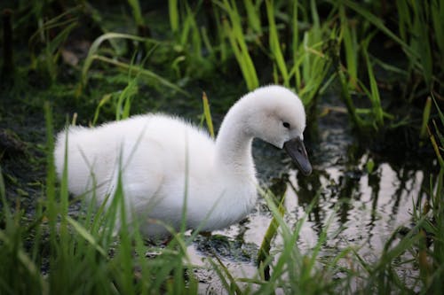 Small Cygnet in Nature
