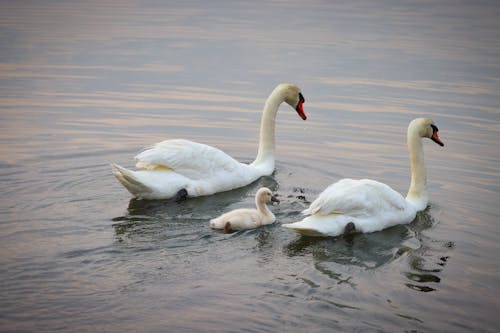 Fotos de stock gratuitas de agua, aves, blanco