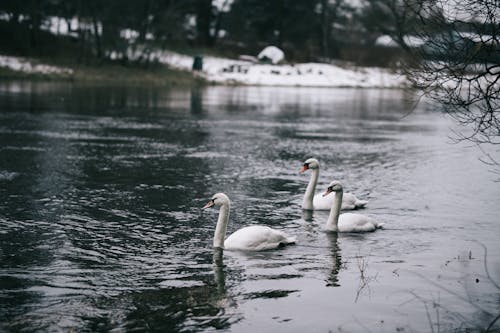 Swans on River