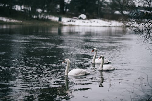 Fotos de stock gratuitas de aves, cisnes, enfoque selectivo