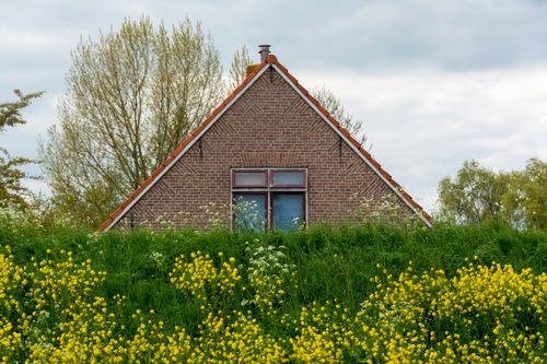 Free Picturesque rural home nestled amidst blooming yellow wildflowers and greenery. Stock Photo