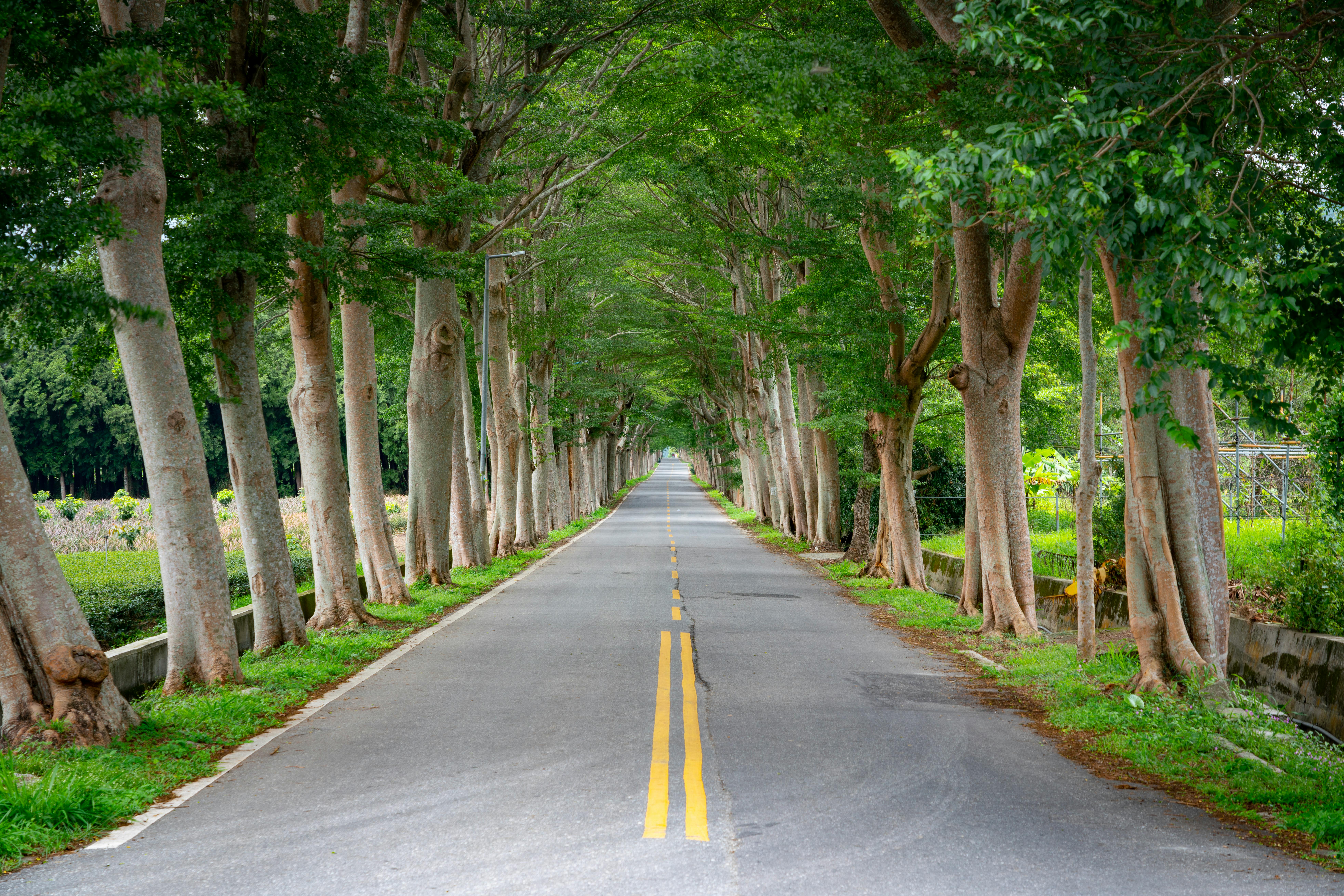 Serene tree-lined road in Taitung, Taiwan, perfect for a peaceful drive.