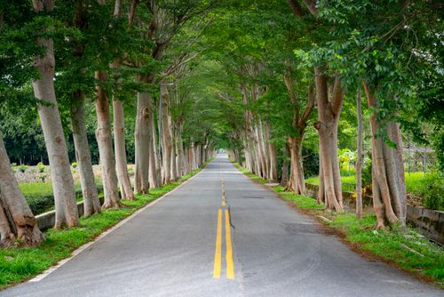 Free Serene tree-lined road in Taitung, Taiwan, perfect for a peaceful drive. Stock Photo