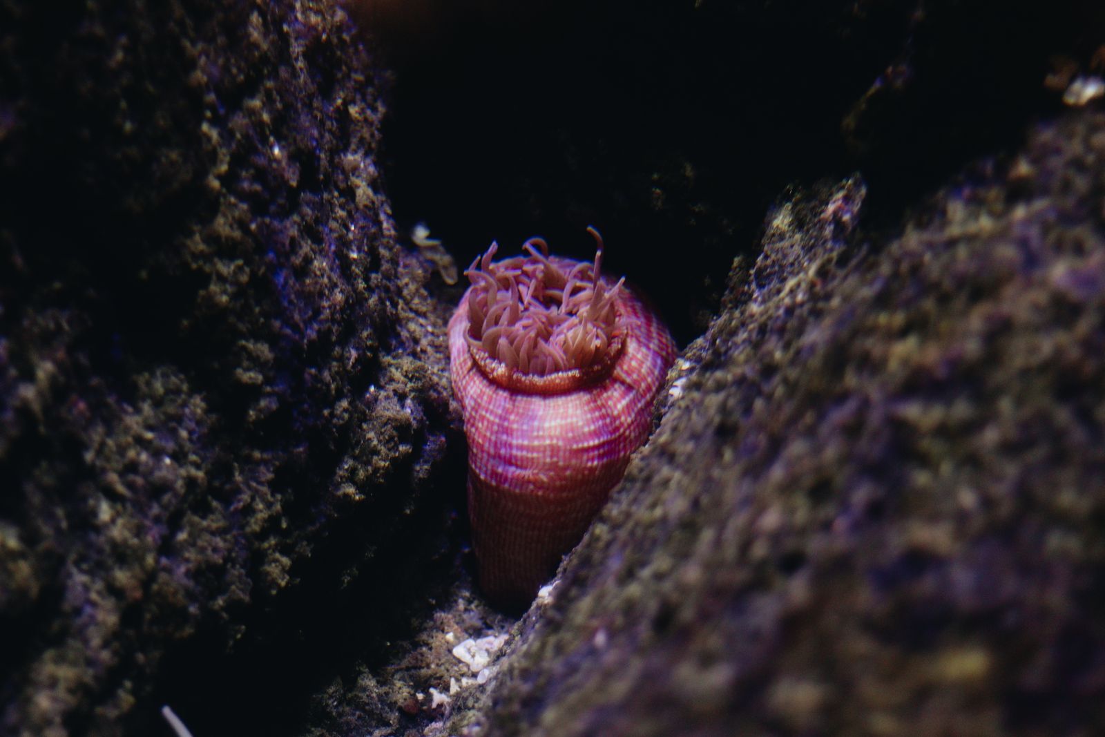 Beadlet anemone nestled between rocks captured underwater