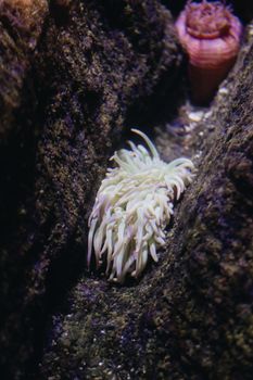 A detailed close-up photo of a sea anemone nestled in coral under the ocean, showcasing marine wildlife.