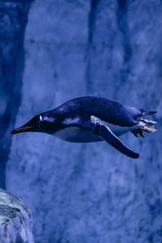 penguin photo