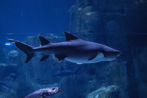 Photo of a Shark in the Water