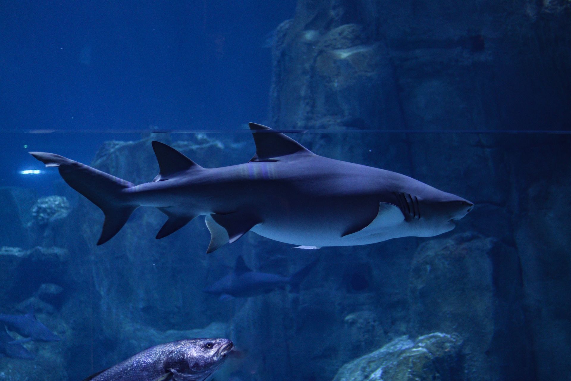 A magnificent shark glides gracefully in an aquarium, showcasing marine life in crystal-clear water.