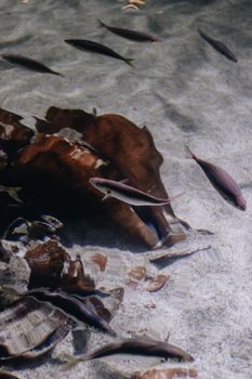 A serene underwater scene featuring fish swimming amongst rocks and reflections.