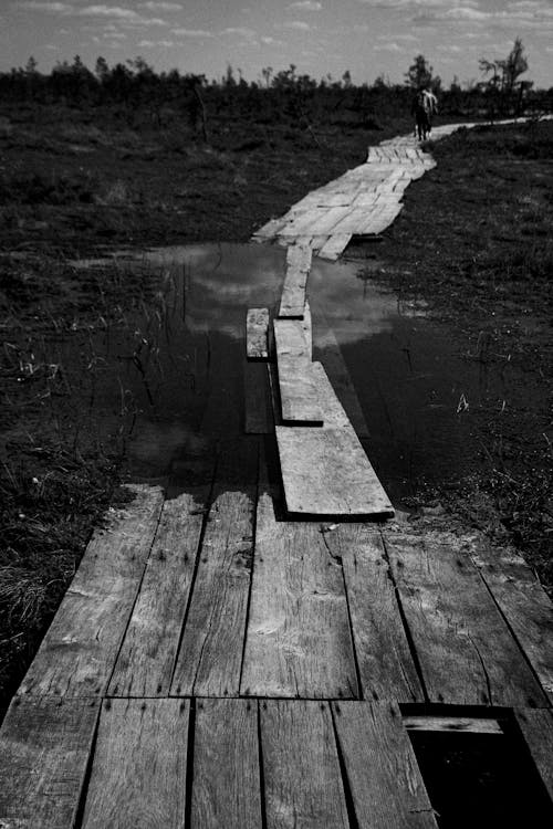 Kostenloses Stock Foto zu boden, feuchtgebiet, holz